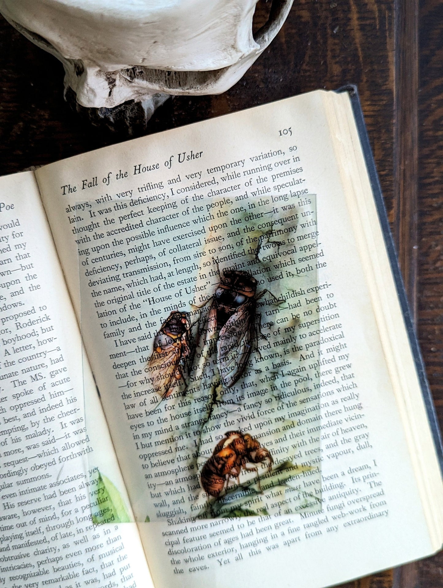Clear Bookmark Vintage Painting Edward Julius Detmold The Cicada Dark Academia Brood XIX Book Reader Lover Gift Handmade