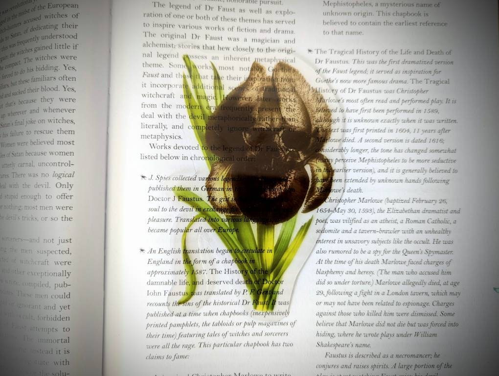 Clear Bookmark Nightmare Iris Flower Skull Skeleton Dark Art Goth Gothic Halloween Horror Creepy Spooky Anatomy