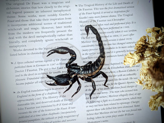 Clear Bookmark Vintage Scorpion Arachnid Desert Nature Dark Academia Fairycore Cottagecore Witchcore Handmade Artist